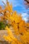 Golden Larches at Frosty Mountain, Manning Park, BC, Canada