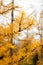 Golden Larches at Frosty Mountain, Manning Park, BC, Canada