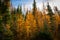 Golden Larches at Frosty Mountain, Manning Park, BC, Canada