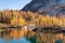 Golden larches on Leprechaun Lake in enchantment lakes wilderness