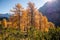 Golden larches in mountains