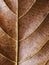 Golden leaf closeup. Autumn leaf texture macro photo. Vertical leaf vein pattern.