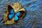 Golden leaf in drops of water and bright tropical Ulysses butterfly on a blue watercolor background