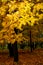 golden leaf on e tree in a park.