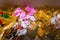 Golden leaf Hand made paper flower, Wedding decoration and colorful wedding stage in Bangladesh