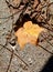 Golden leaf among the twigs and brown leaves