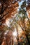 Golden-leaved trees in rays of sun