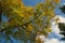 Golden leaves against blue sky with clouds