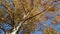 Golden leaves of a birch tree