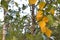 Golden leaves on elegant branch of birch tree on the blurred background of yellow gold coloured leaves, trunks and branches with