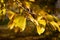 Golden leaves - feuilles dorees