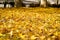 golden leaves are on the floor, like the golden snow on the floor.