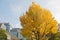 Golden leaves foliage gingko Maidenhair trees in front of high-rise corporate office buildings in late Autumn in Tokyo Japan