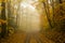 Golden Leaves Line a Dirt Road through the Smokies