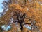 Golden leaves on old Oak tree