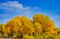 The golden leaves of poplar(Huyang) trees look like plants in an oil painting.