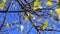 Golden leaves of poplar on tree against blue sky