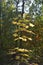 Golden leaves of young maple tree in the sunlight. Forest in the beginning of autumn