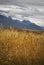 Golden light brightens up this wheat field landscape with dramatic mountain background