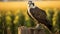 Golden Light: Candid Shots Of Famous Figures With Osprey On Stump
