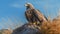 Golden Light: A Hyperrealist Environmental Portrait Of An Eagle On A Rock