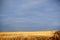 Golden light over a partly harvested maize field