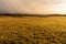 Golden light and sunshine on a large meadow in the Harz mountains