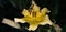 Golden lily flower on dark background