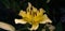 Golden lily flower on dark background