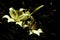 Golden lily flowers close up nature background