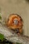 GOLDEN LION ADULT TAMARIN leontideus rosalia ON BRANCH