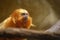 Golden lion headed tamarin on a tree branch looking up with negative space for copy