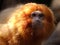 Golden Lion Tamarin