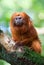 Golden lion tamarin