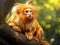 Golden lion tamarin