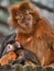 Golden Lion Tamarin