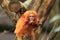 Golden lion tamarin