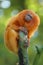 Golden lion tamarin