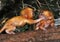 Golden Lion Tamarin babies playing