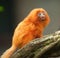 Golden lion tamarin baby