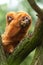 Golden lion tamarin baby