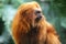 golden lion tamarin close up on an indeterminate green background