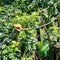 Golden lion tamarin is confined to three small areas of the tropical rain forest in southeastern Brazil.