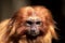 the golden lion tamarin has red hair