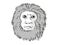 Golden Lion Tamarin or Leontopithecus Rosalia Endangered Wildlife Cartoon Retro Drawing