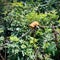 Golden lion tamarin , it a locomotion more similar to squirrels than primates.