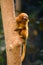 Golden Lion Tamarin Monkey