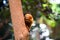 Golden Lion Tamarin Monkey