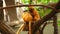 Golden lion tamarin. One monkey scratches the back of another in a tree