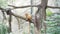 Golden lion tamarin sitting on a branch in the jungle. Leontopithecus rosalia.